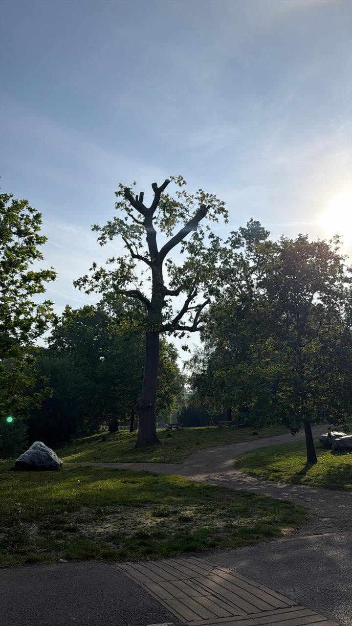 A large tree backlit by low morning sun in a quiet park, a path curving away through dew-lit grass under a soft blue sky.